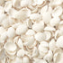 White Cockle Shells - 1 Kg